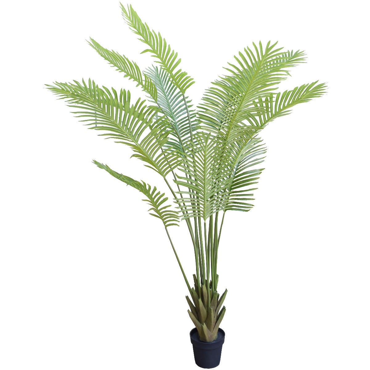 Multi Stem Hawaii Palm 190cm - image5