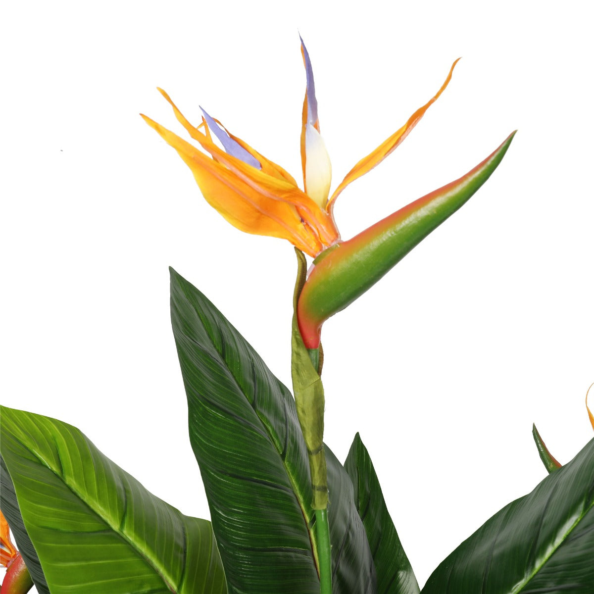 Potted 150cm Bird of Paradise Plant - image2