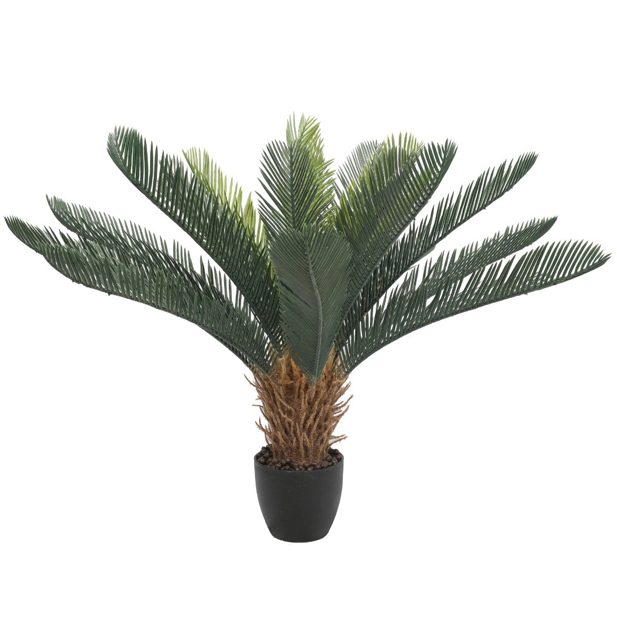 Cyac (Cycad) Plant 60cm - image1