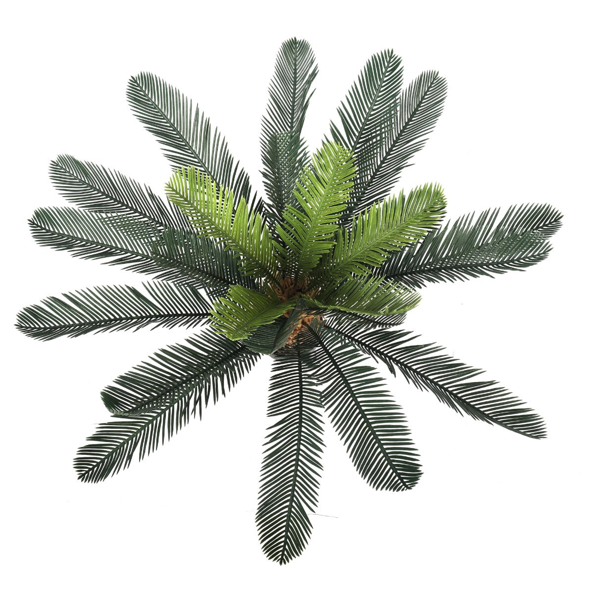 Cyac (Cycad) Plant 60cm - image2