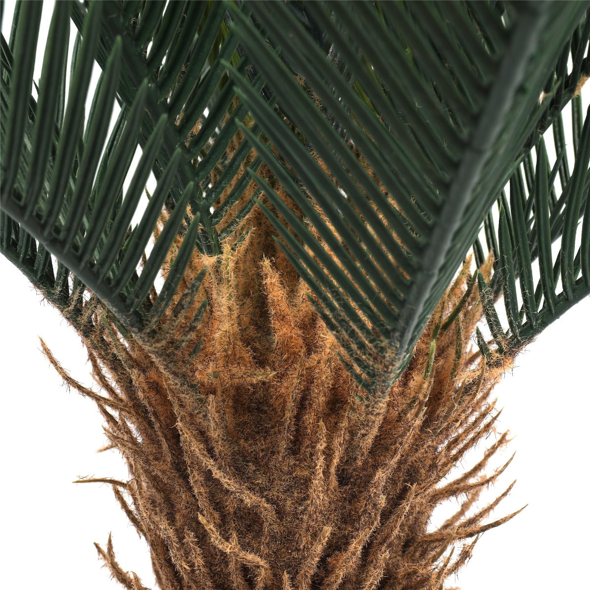 Cyac (Cycad) Plant 60cm - image9