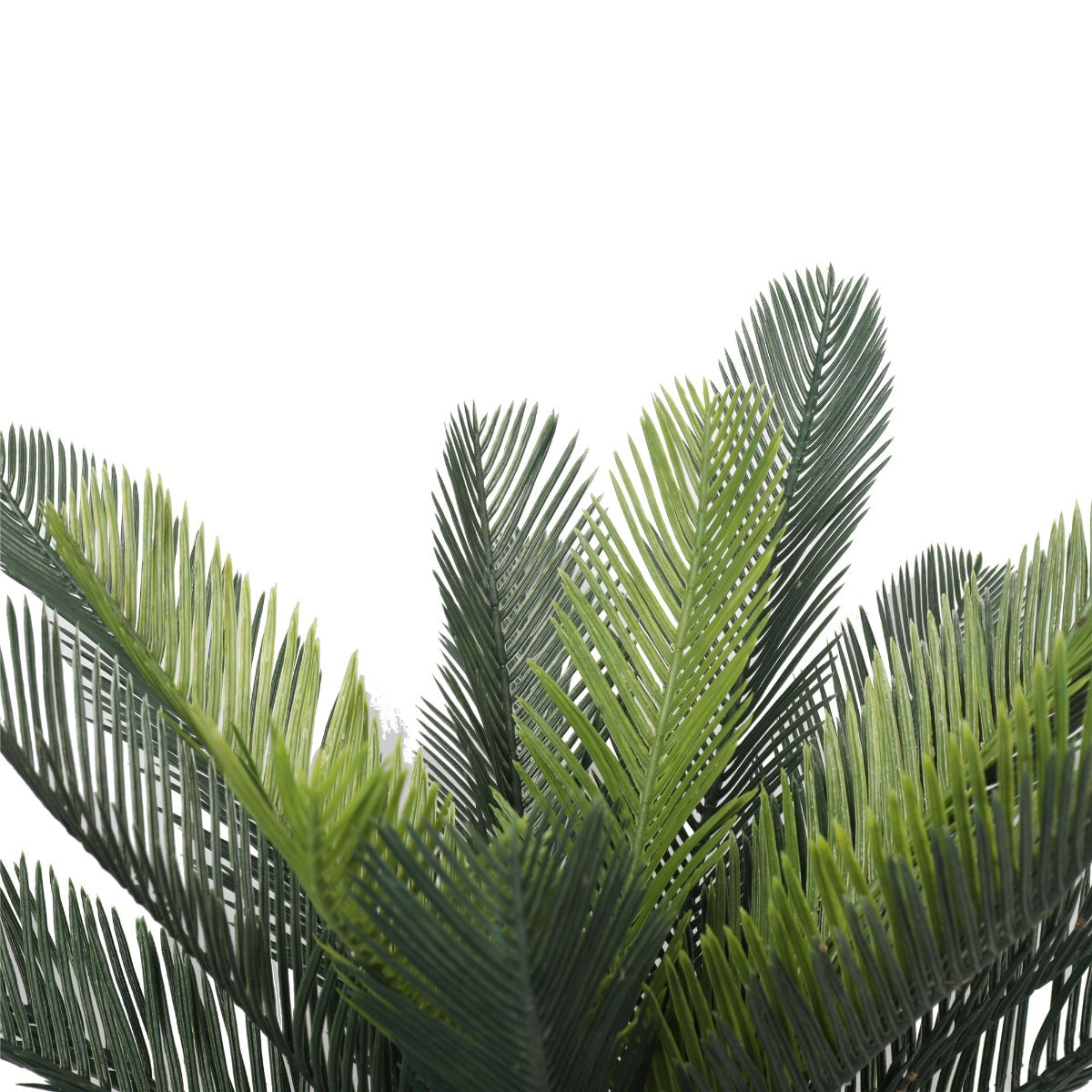 Cyac (Cycad) Plant 60cm - image10