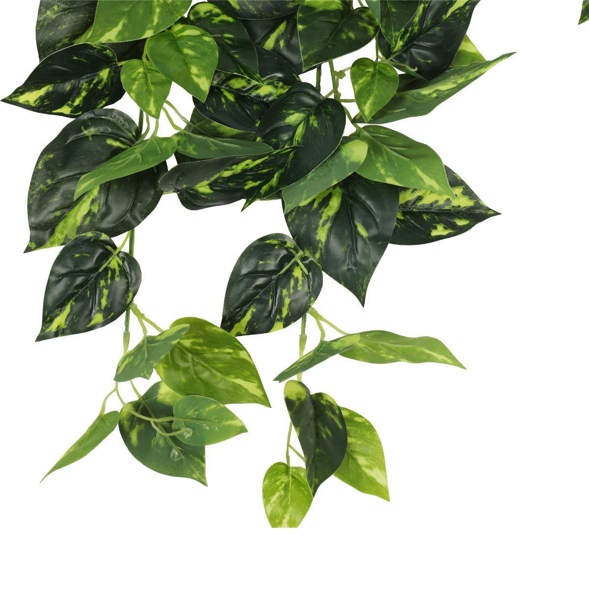 Heart Leaf Philodendron Hanging Creeper Bush 73cm - image5