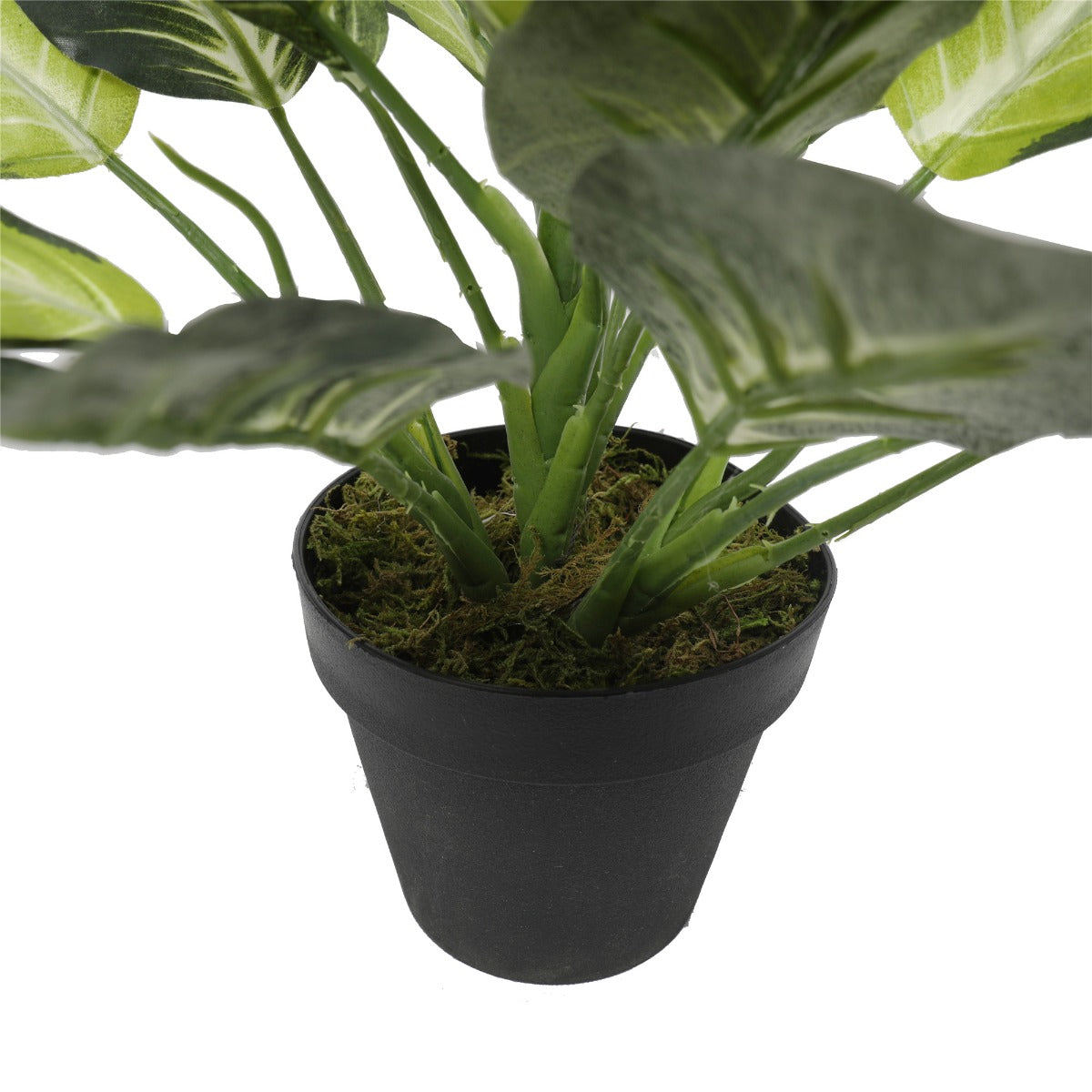 Leopard Lily (Dieffenbachia) with Pot 40cm - image5