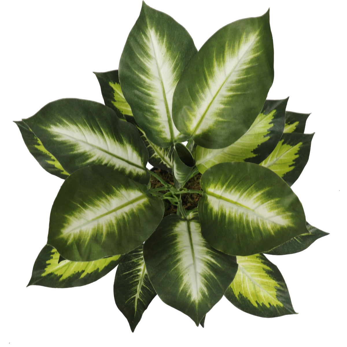 Leopard Lily (Dieffenbachia) with Pot 40cm - image6