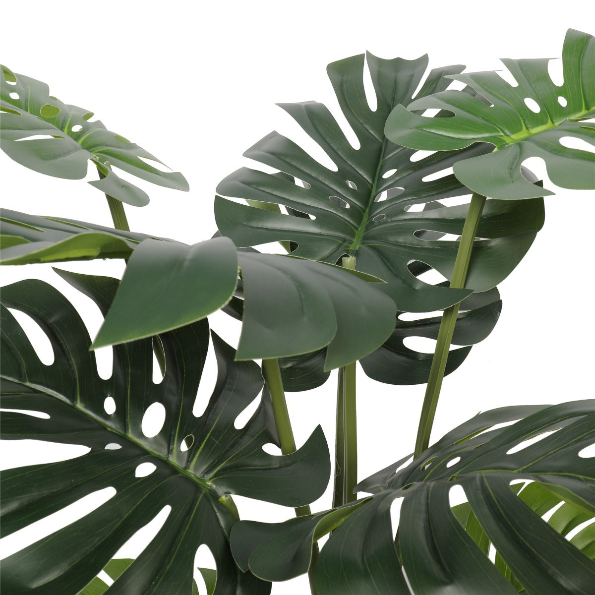 Split Philodendron (Split Leaf) 120cm - image6