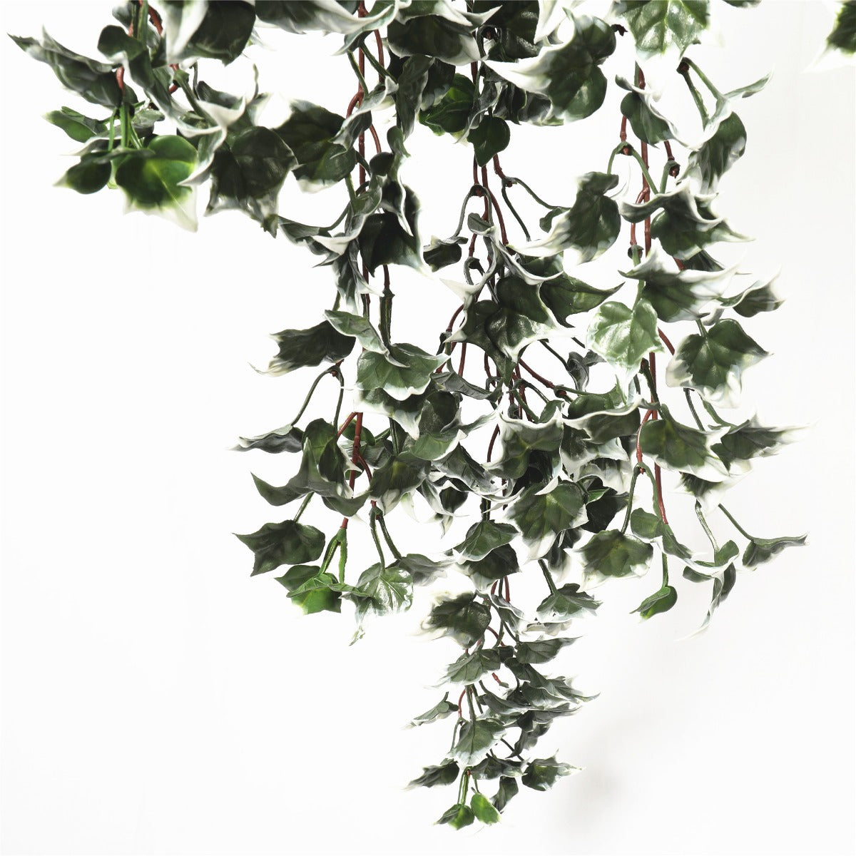 Mixed Green and White Tipped Ivy Bush 80cm UV Resistant - image6