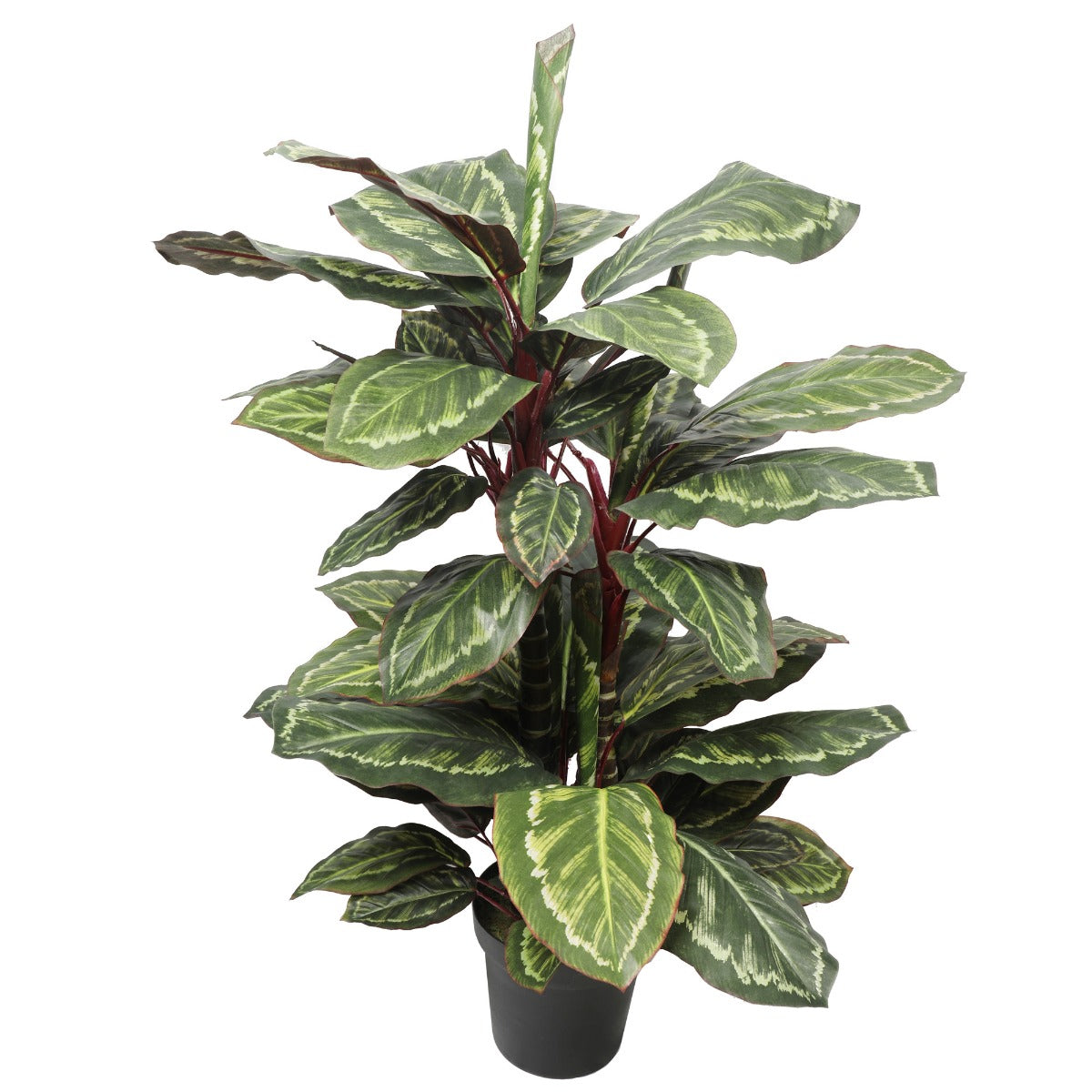 Wide Leaf Cordyline Plant 90cm - image1