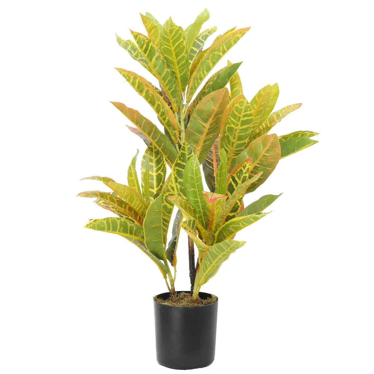 Potted Flaming Zebra (Codiaeum variegatum / crotons) 55cm - image4