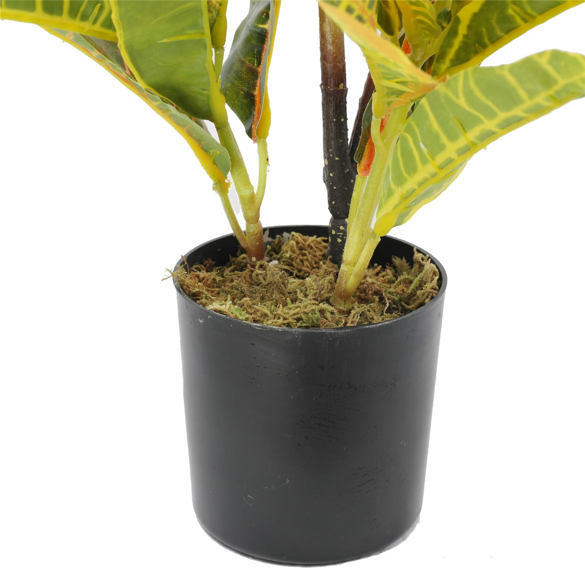 Potted Flaming Zebra (Codiaeum variegatum / crotons) 55cm - image2