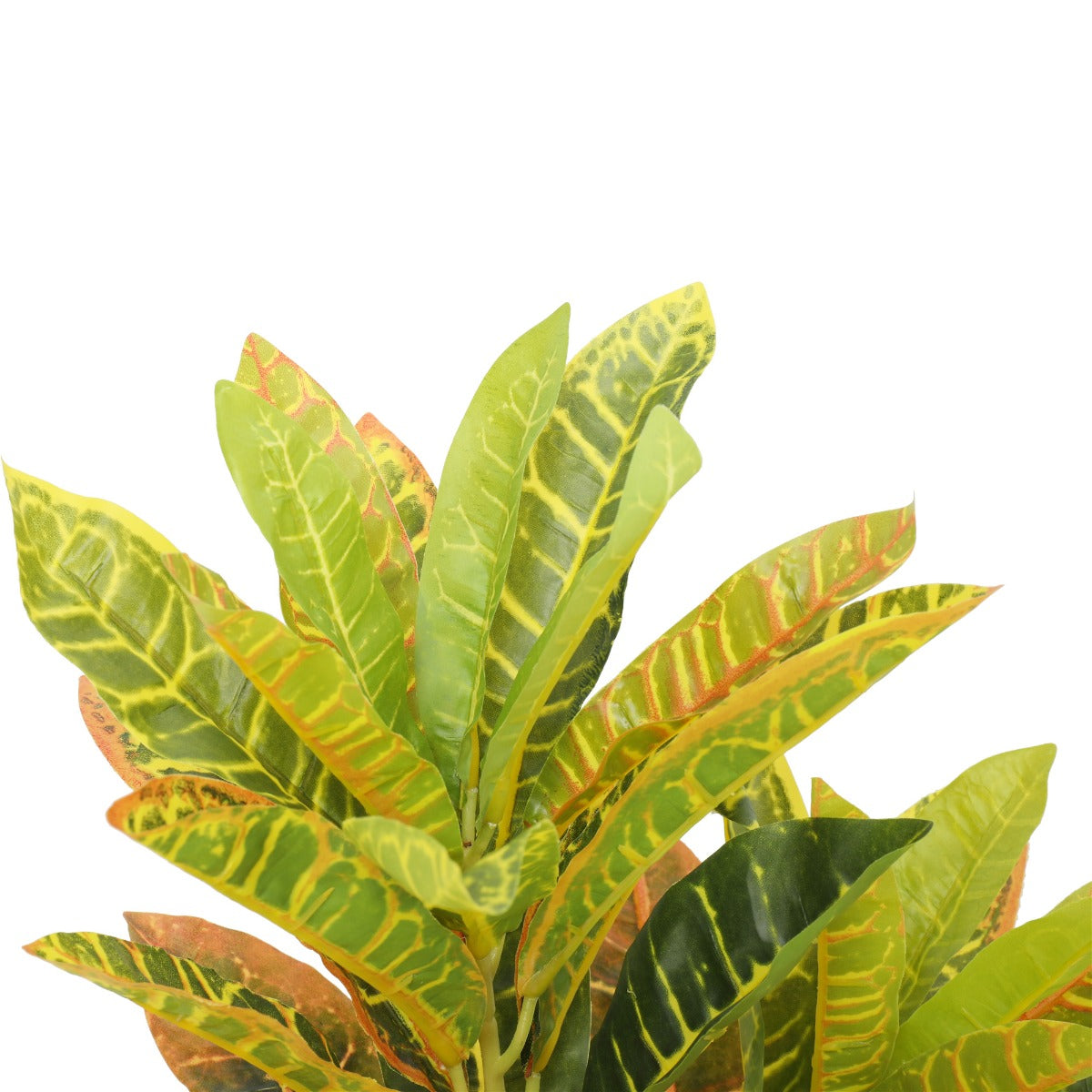 Potted Flaming Zebra (Codiaeum variegatum / crotons) 55cm - image6