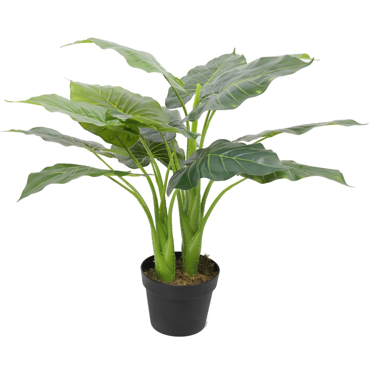 Potted Taro Plant / Elephant Ear 70cm - image1