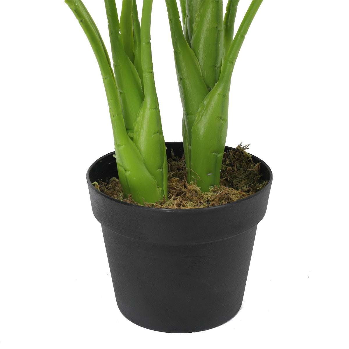 Potted Taro Plant / Elephant Ear 70cm - image6