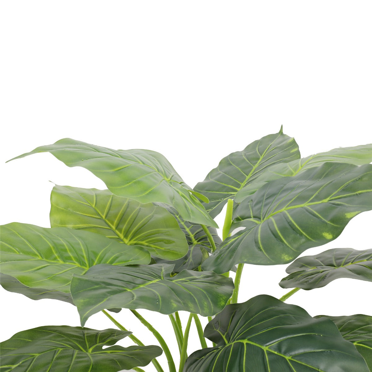 Potted Taro Plant / Elephant Ear 70cm - image5