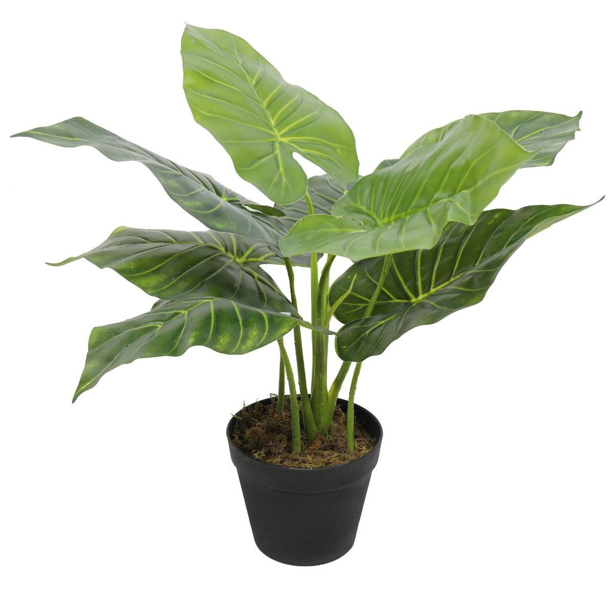 Potted Taro Plant / Elephant Ear 55cm - image4