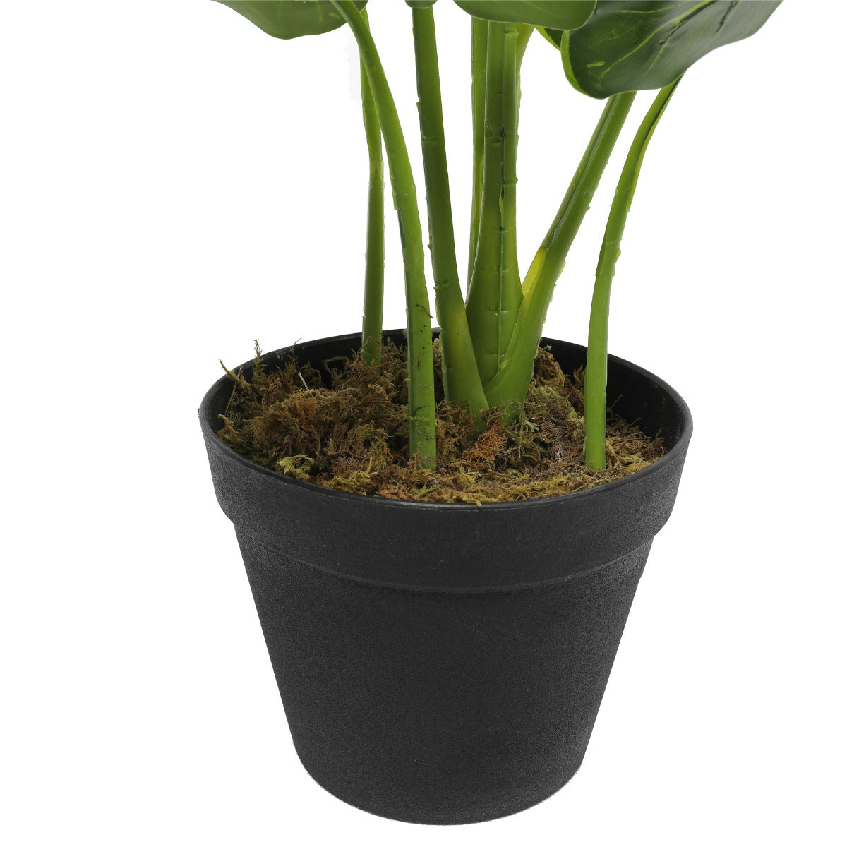 Potted Taro Plant / Elephant Ear 55cm - image3