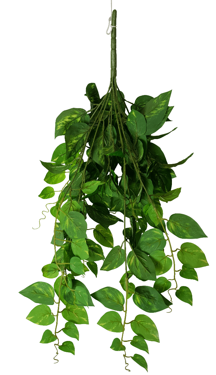 Heart Leaf Philodendron Hanging Creeper Bush 73cm - image2