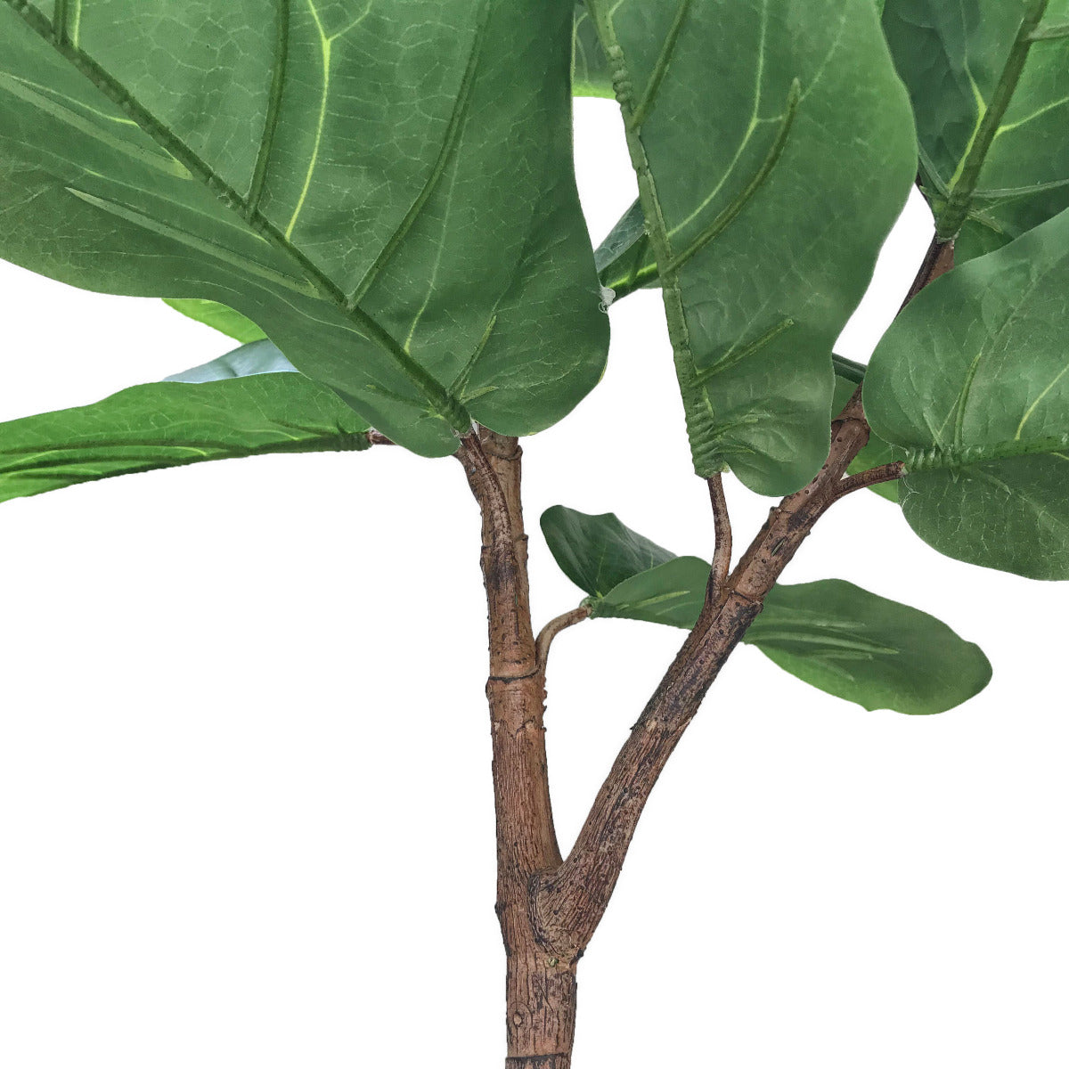 Tall Fiddle Leaf Fig 170cm - image5