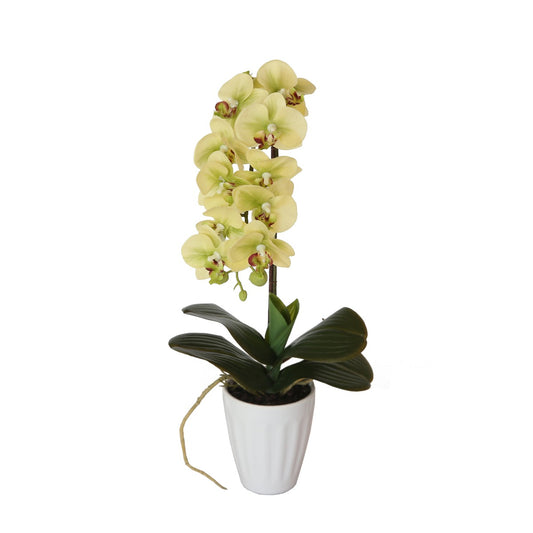 40cm Butterfly Orchid- Cream - image1