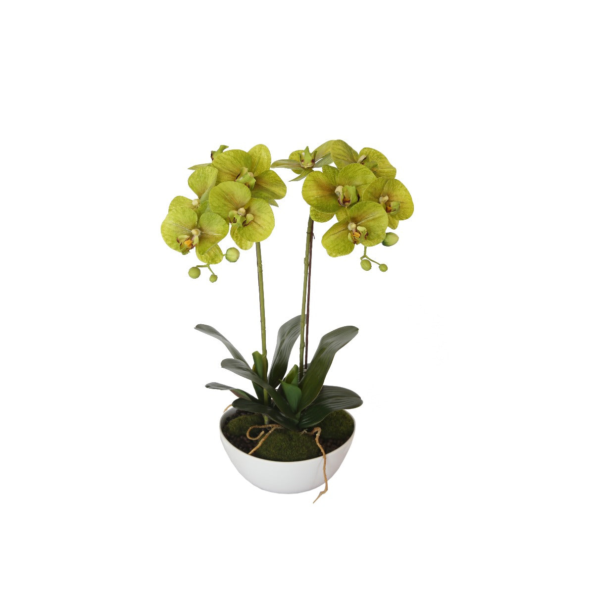 50cm Dual Butterfly Orchid - Cream - image2