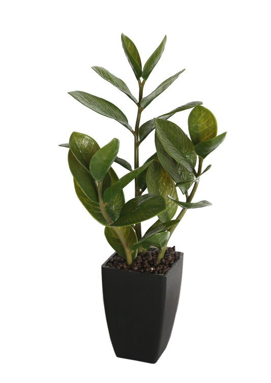 46cm Potted Zanzibar - image1