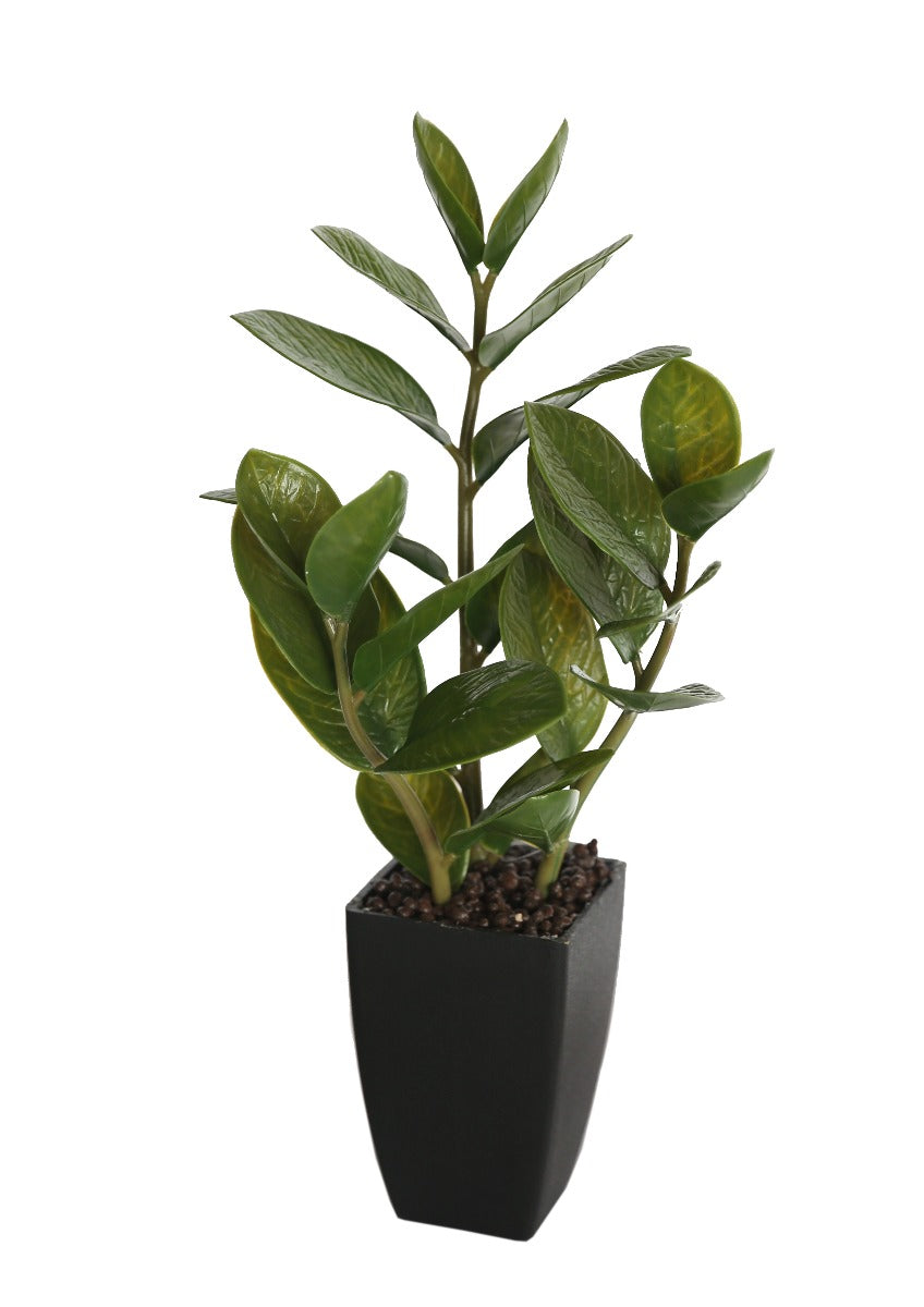 46cm Potted Zanzibar - image2