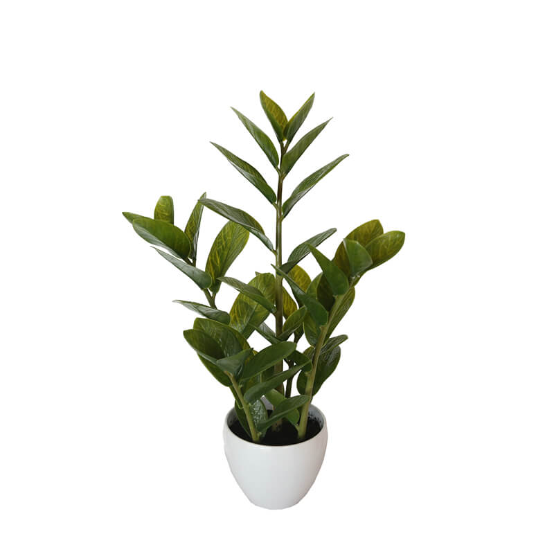 60cm Potted Zanzibar - image1