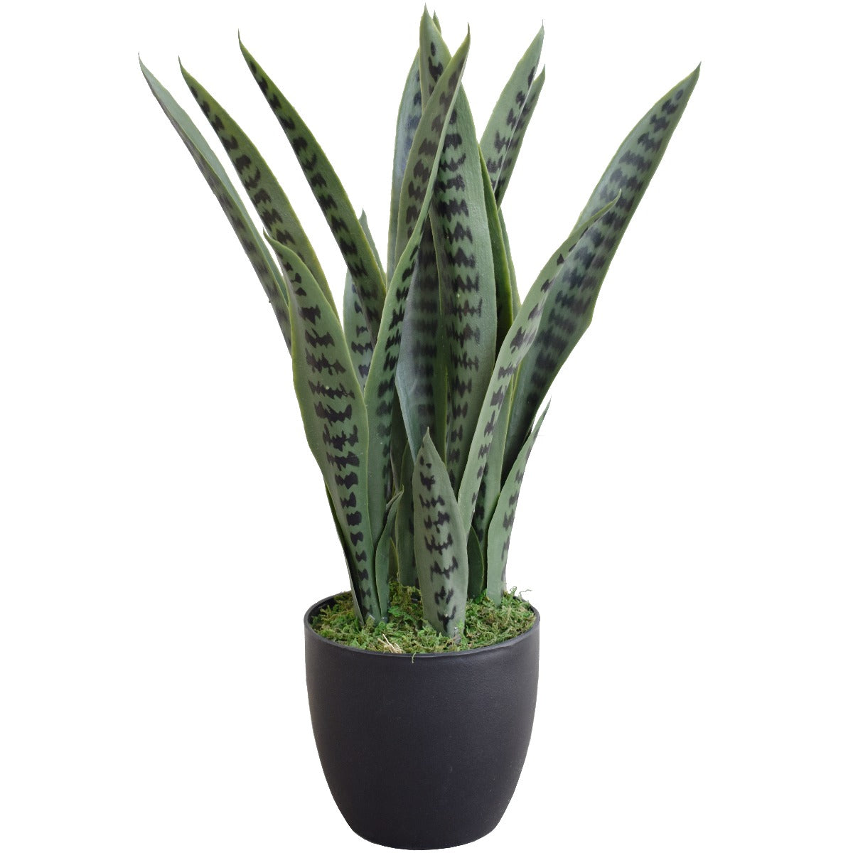 Snake Plant UV Resistant 60cm - image1