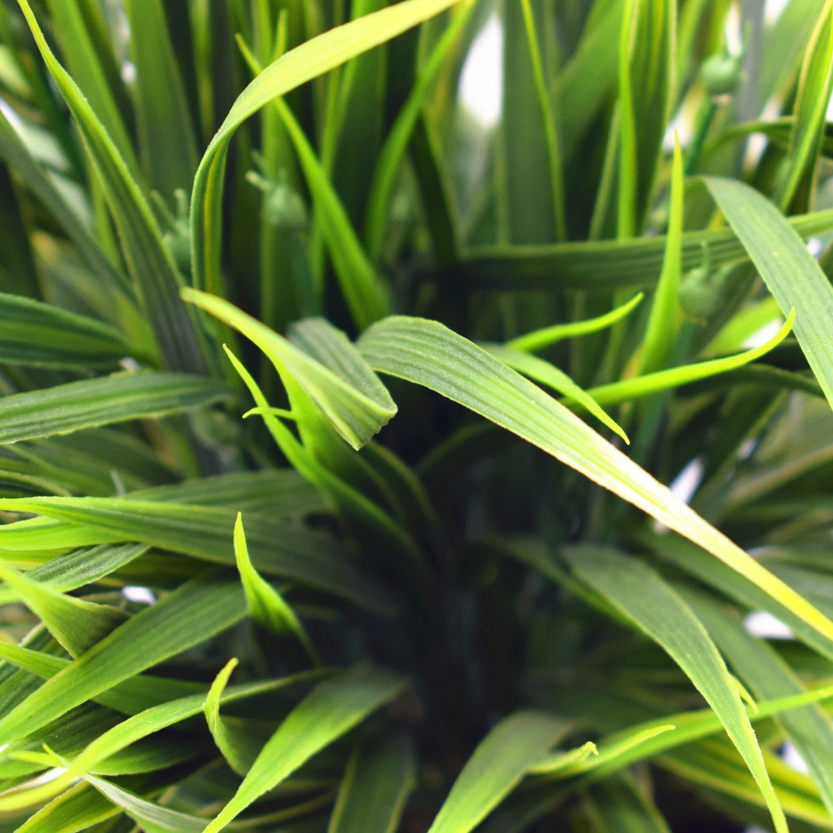 Ornamental Potted Dense Green Grass 38cm - image2