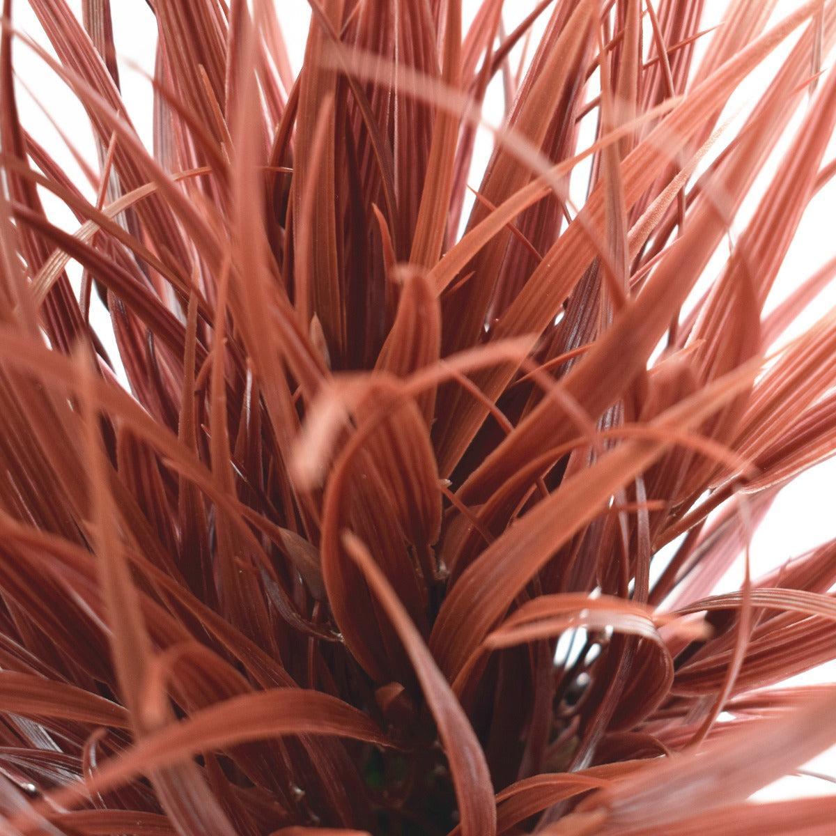 Ornamental Potted Dense Burgundy Grass 38 cm - image2