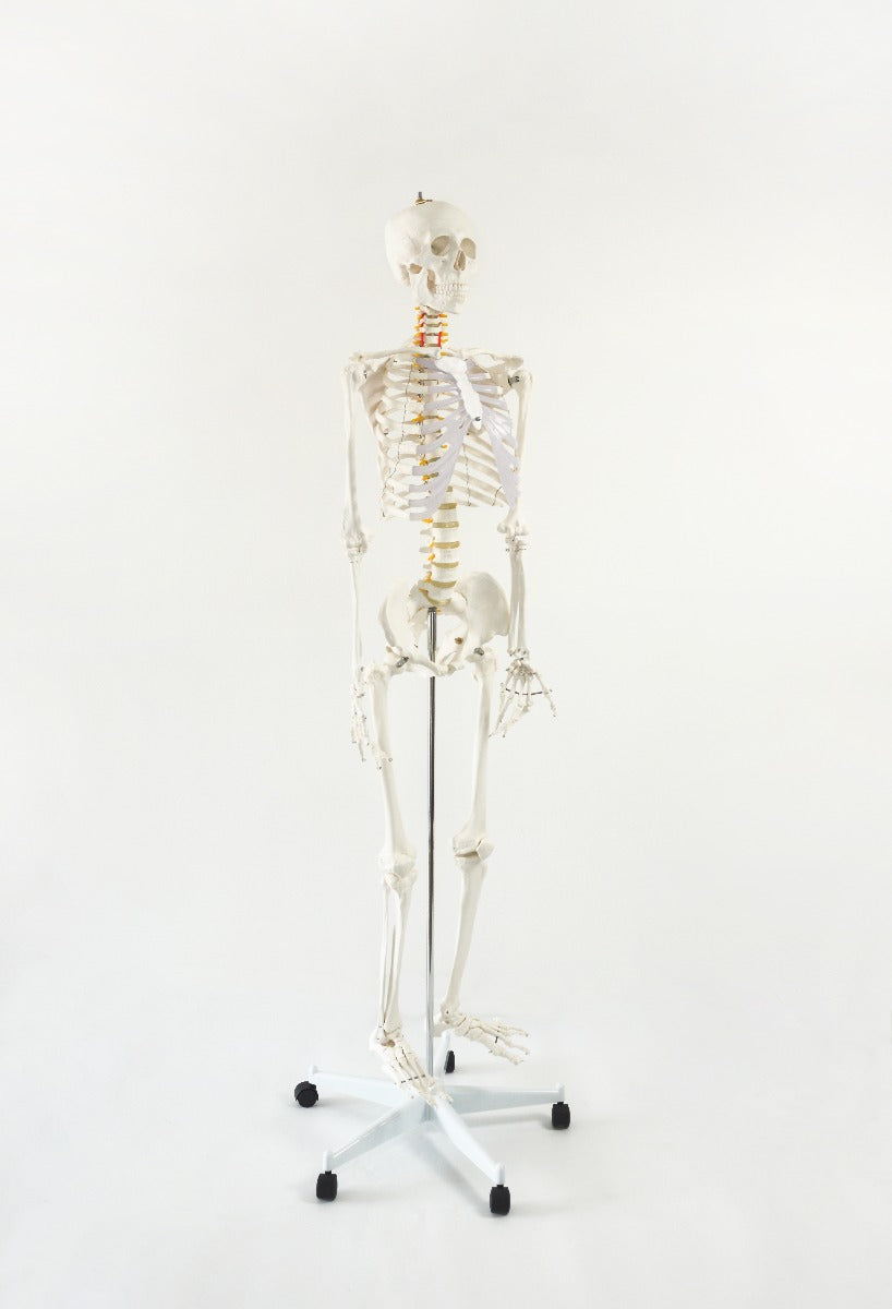 Human Skeleton Anatomical Model 180cm - image2