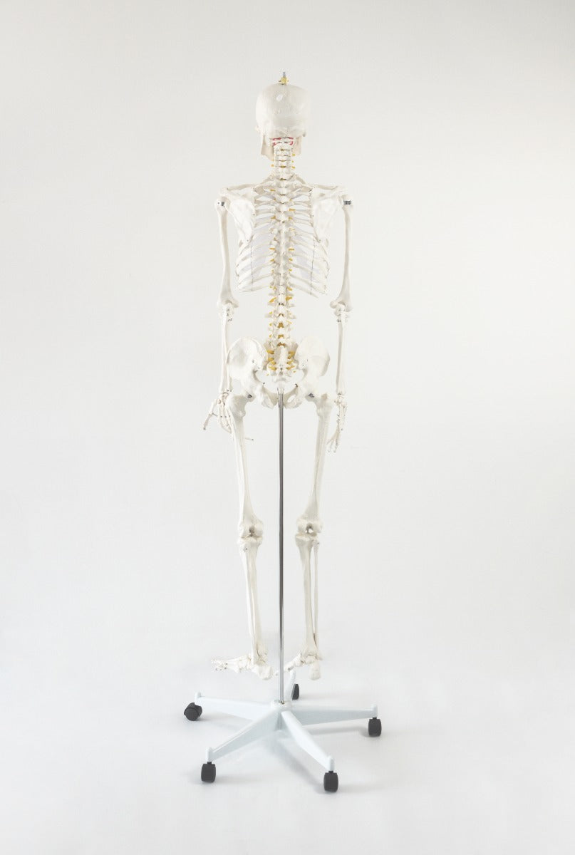 Human Skeleton Anatomical Model 180cm - image3