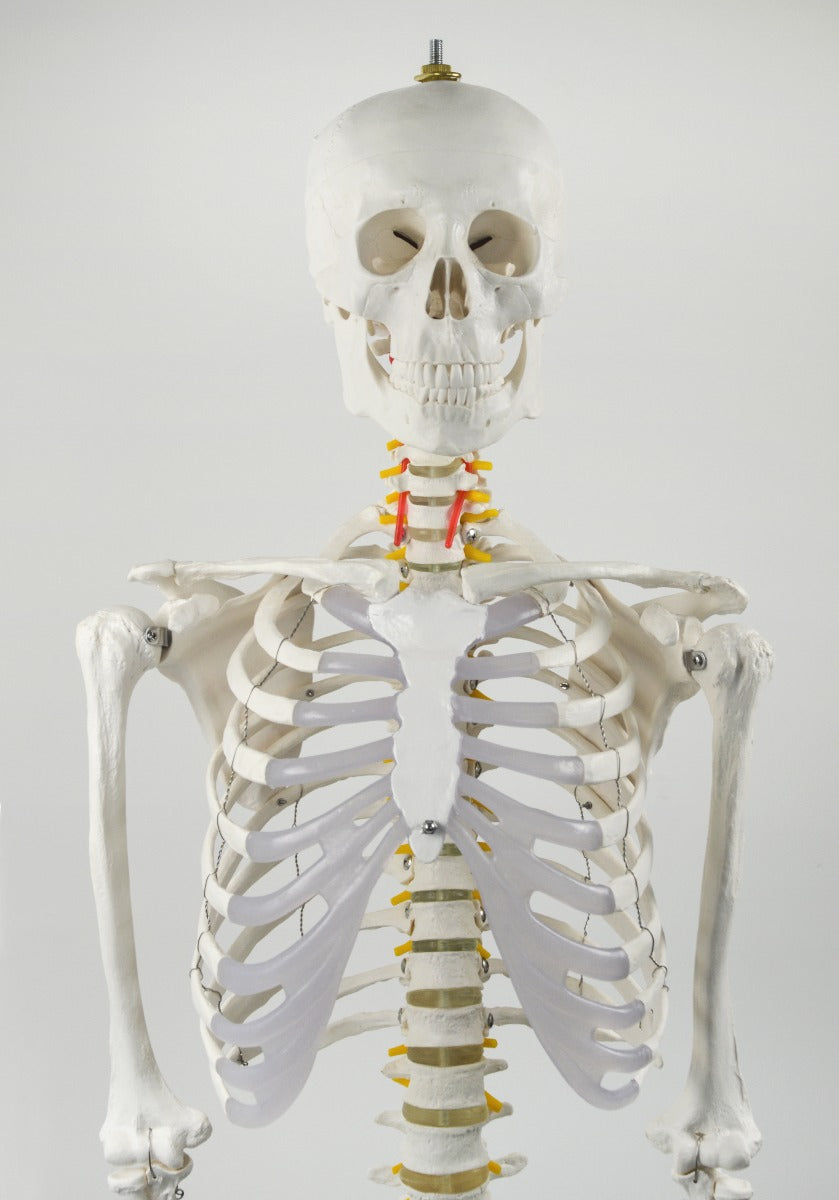 Human Skeleton Anatomical Model 180cm - image4