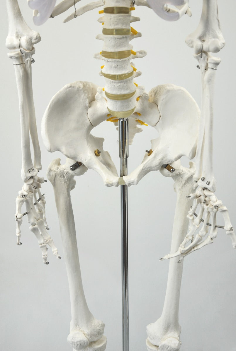 Human Skeleton Anatomical Model 180cm - image5